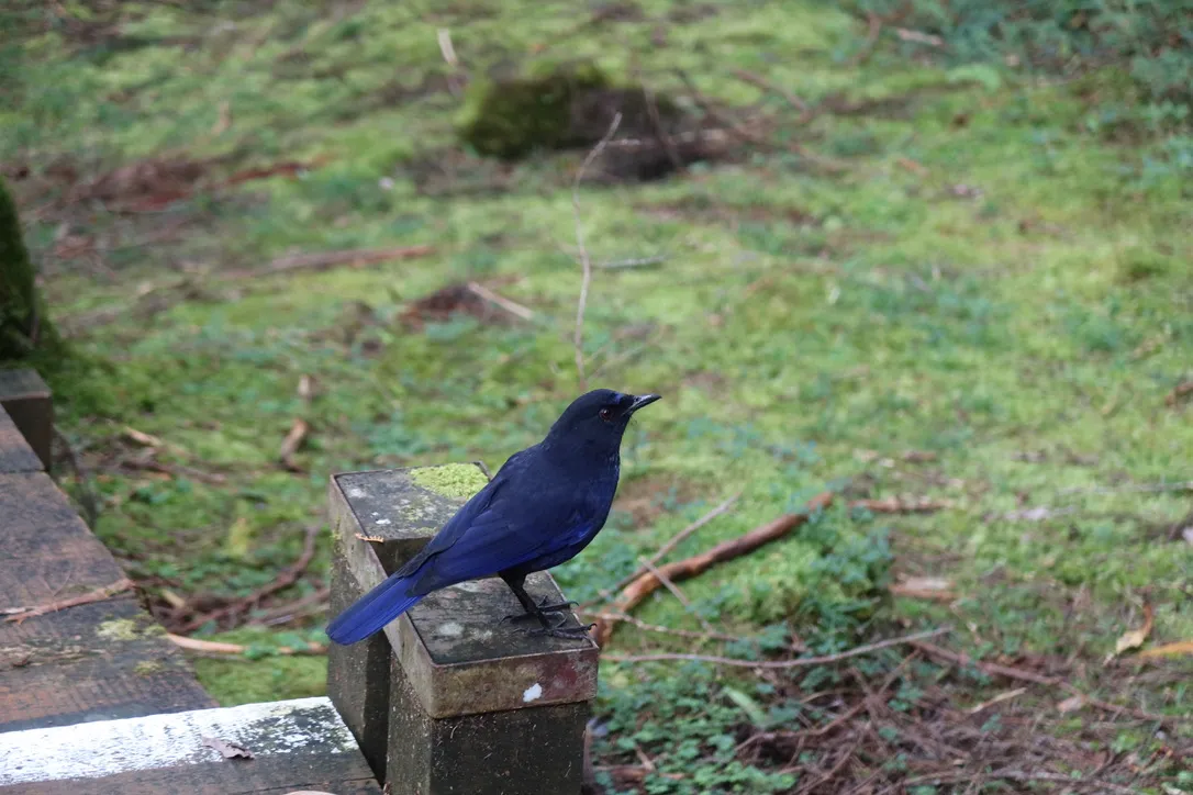 FA8BE412-3E6E-407D-8E08-20BD6EE4568F_1_105_c