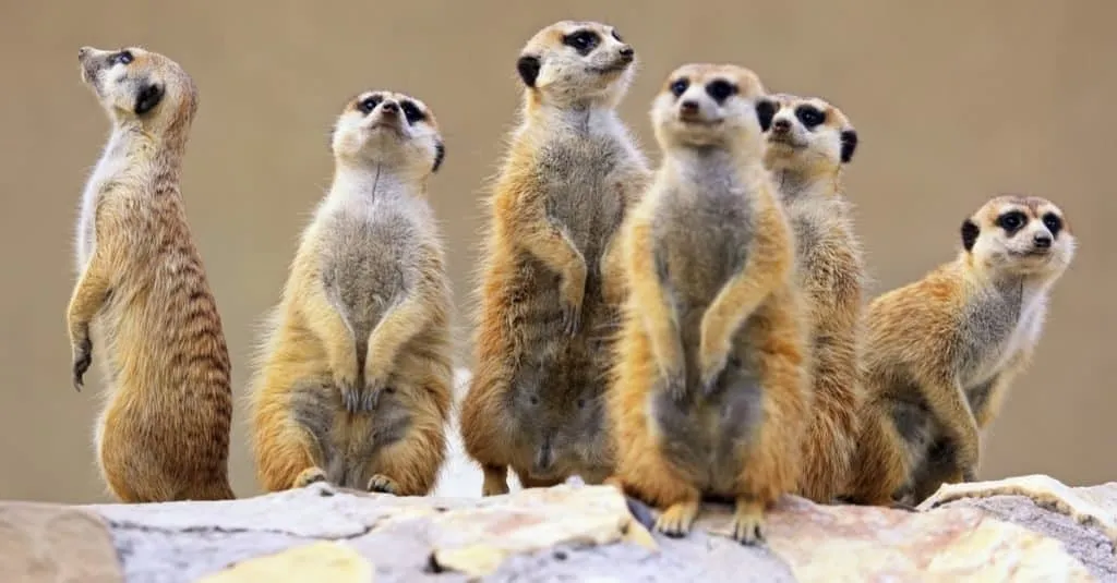 Cutest-Animals_-Meerkat-1024x535