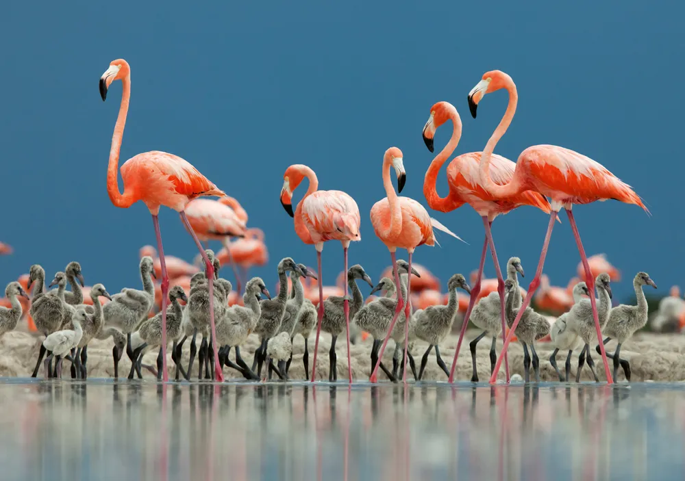 juvenile-Caribbean-flamingos_Claudio-Contreras-Koob-fce788b