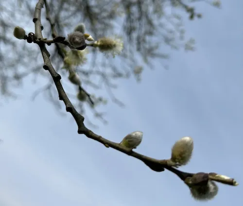 willow copy