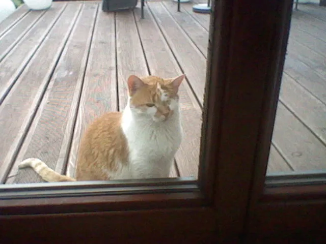 orange cat waiting on the terrace for someone to open the door and let her in, unamused