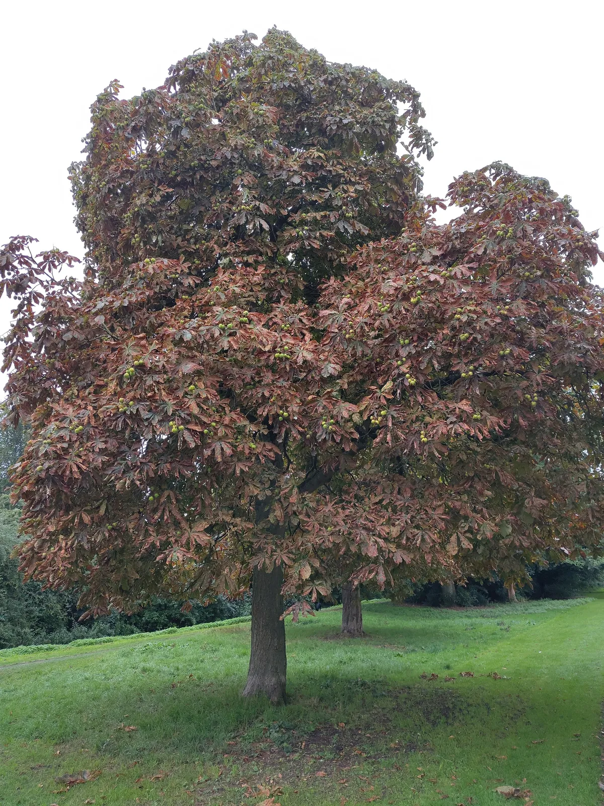 Chestnut tree