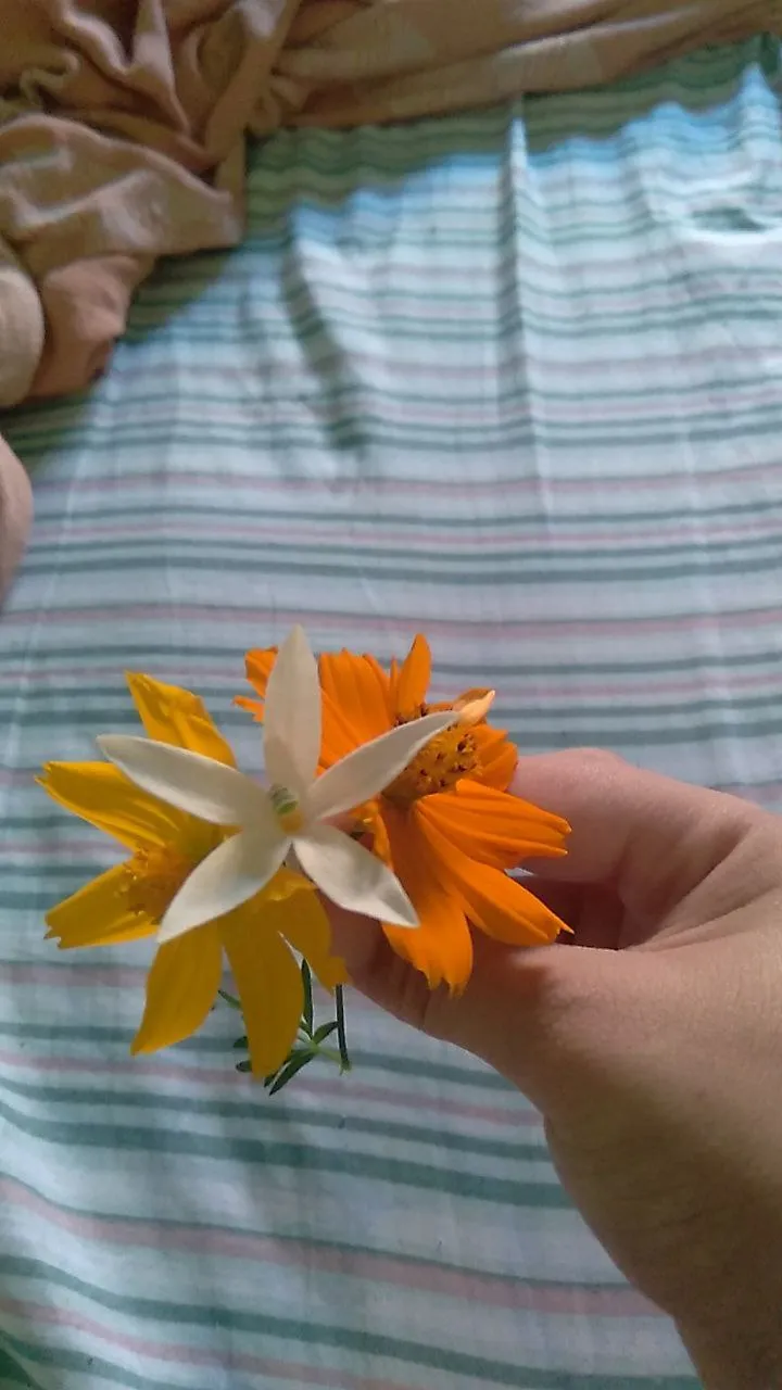 Imagem 2