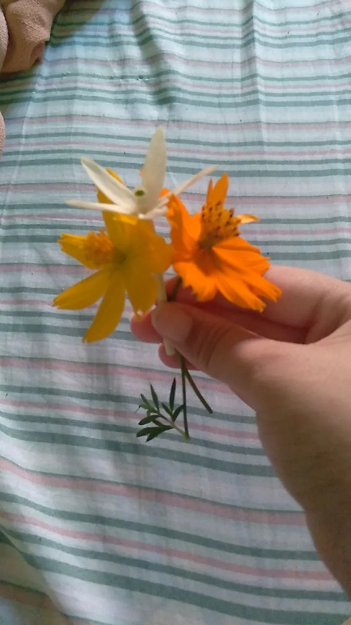 Imagem 4