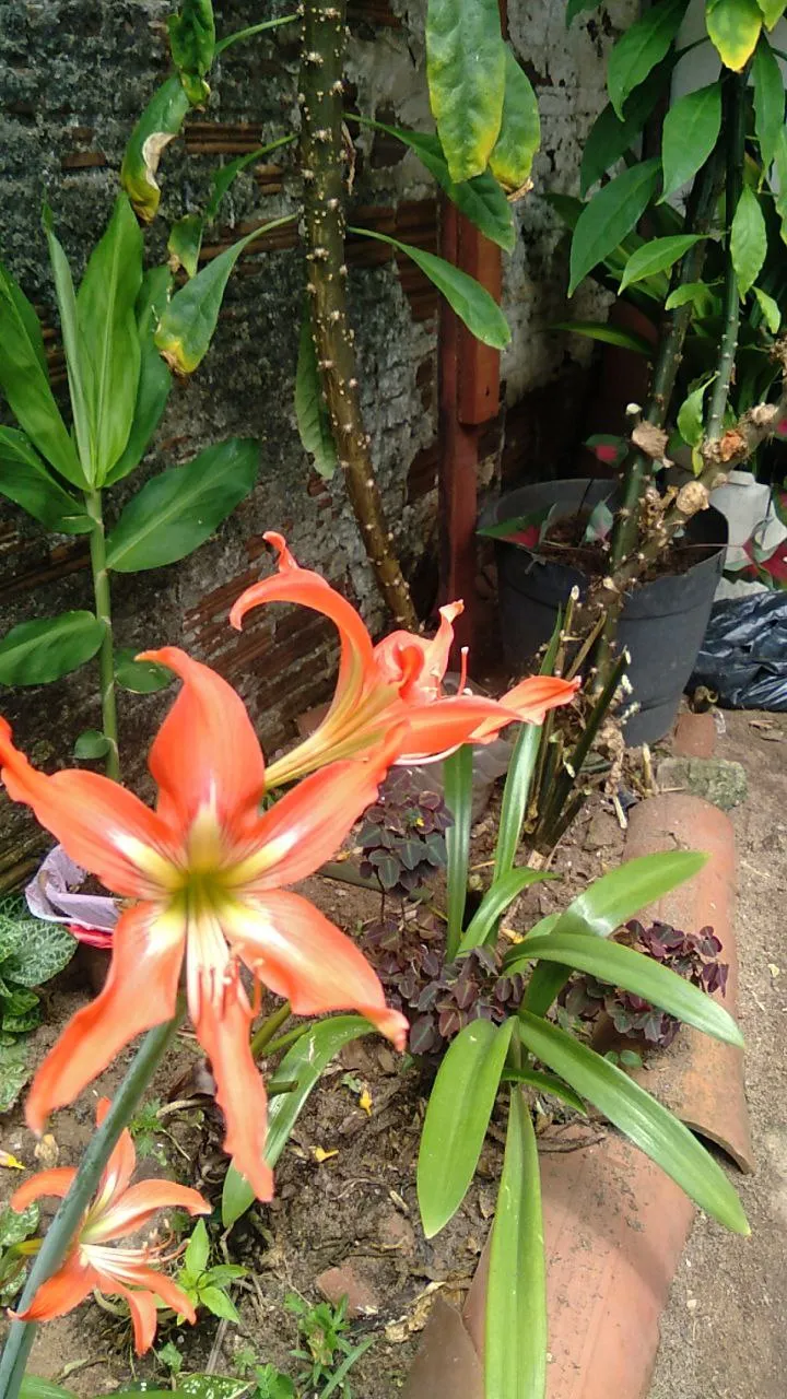 Imagem 6