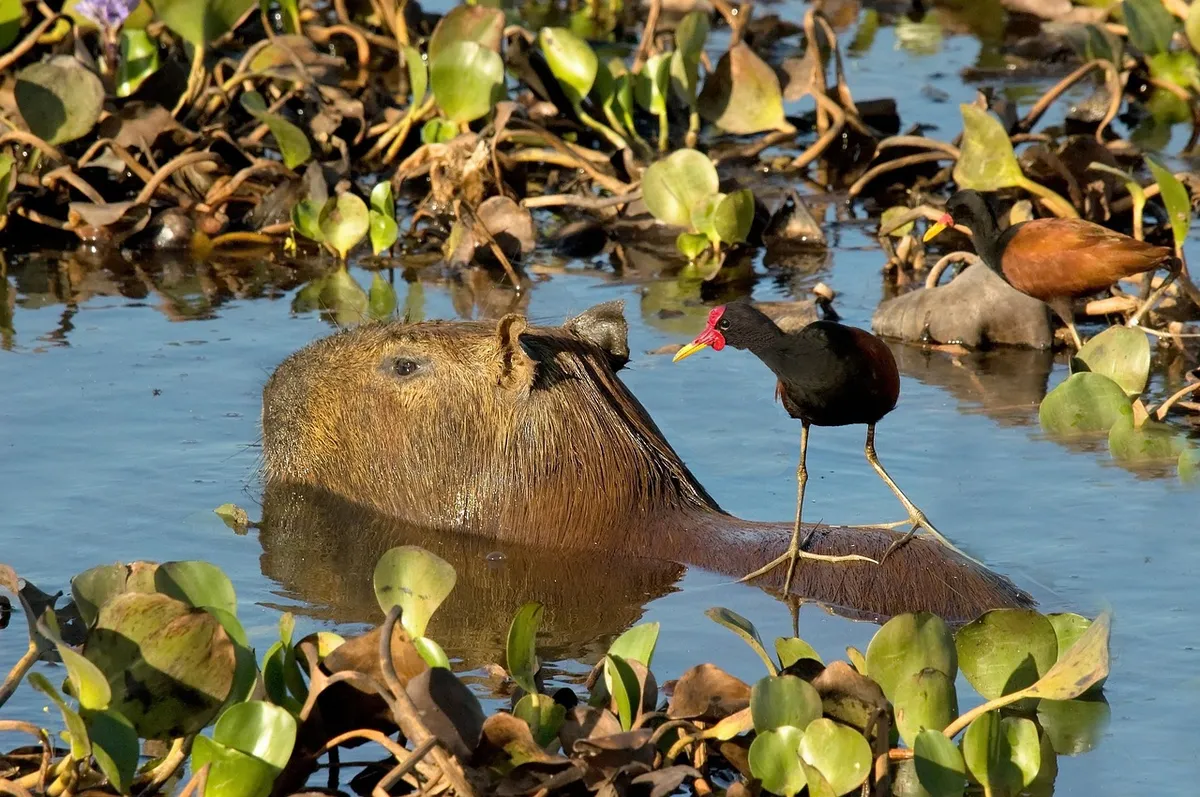 denisdoukhan-capybara-3979875_1280