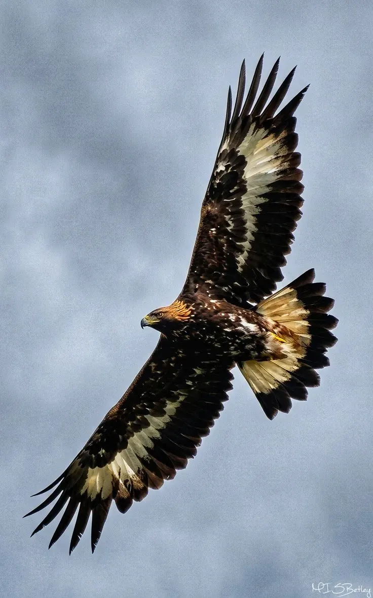 Golden eagle