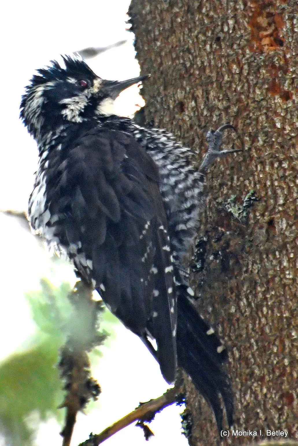 Three-toed woodpecker