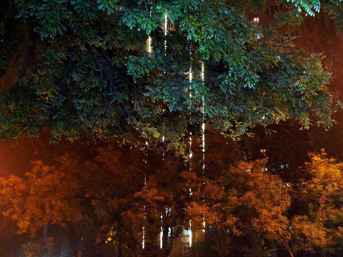 beijinglightsandtrees