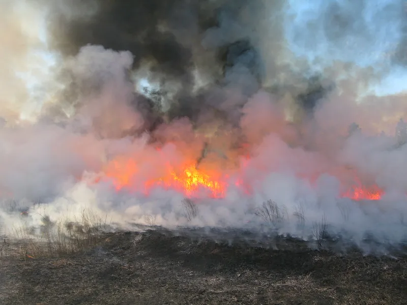 brushfire