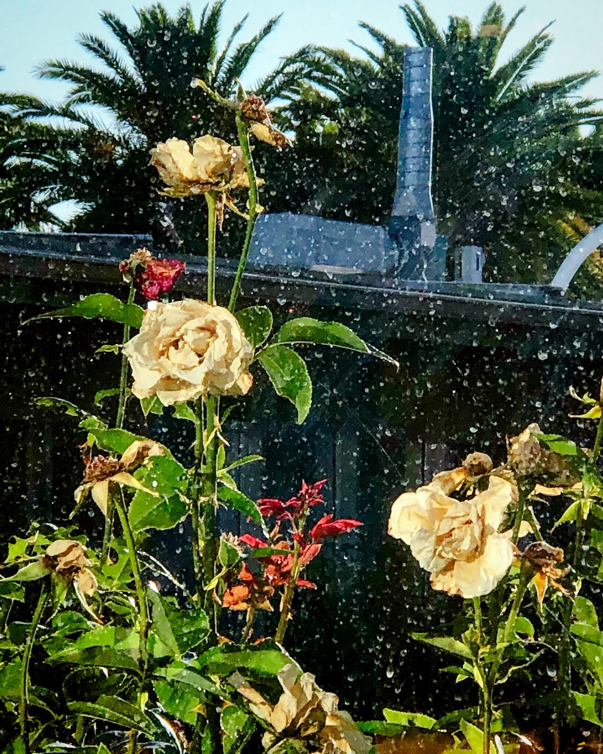 covidroses