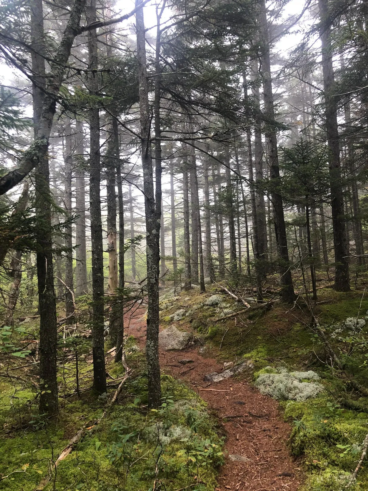 forestpath