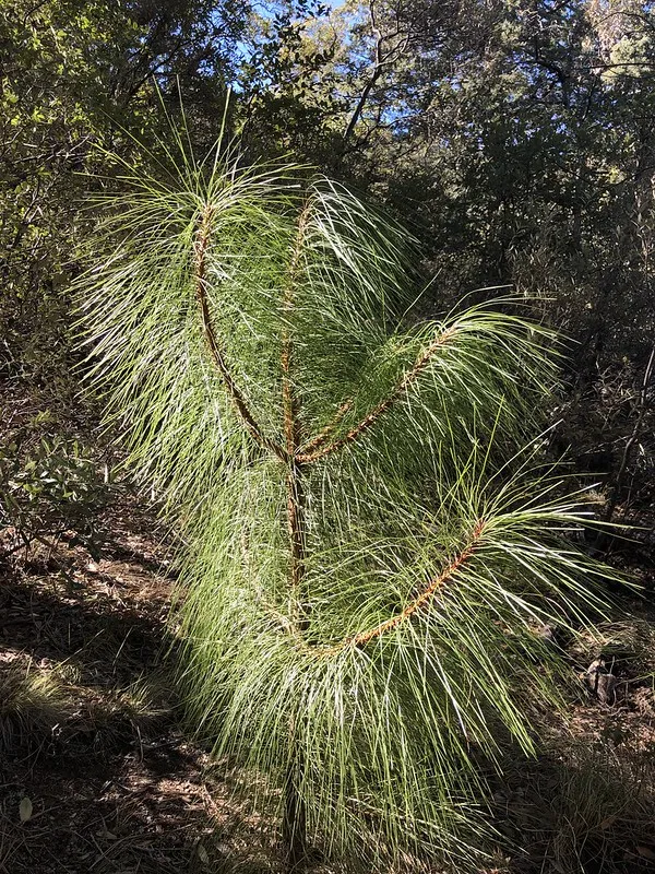 newgrowth
