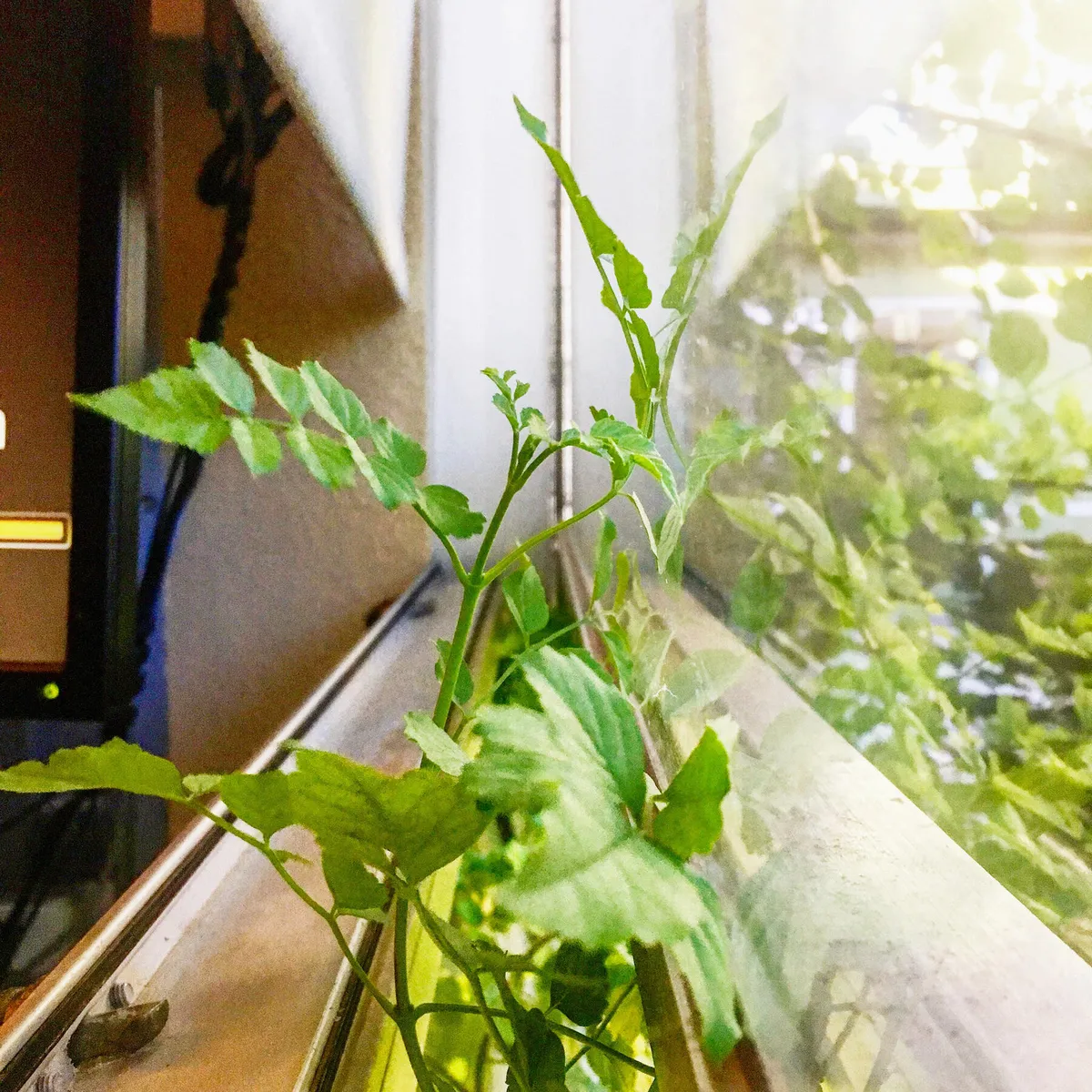 windowgreen
