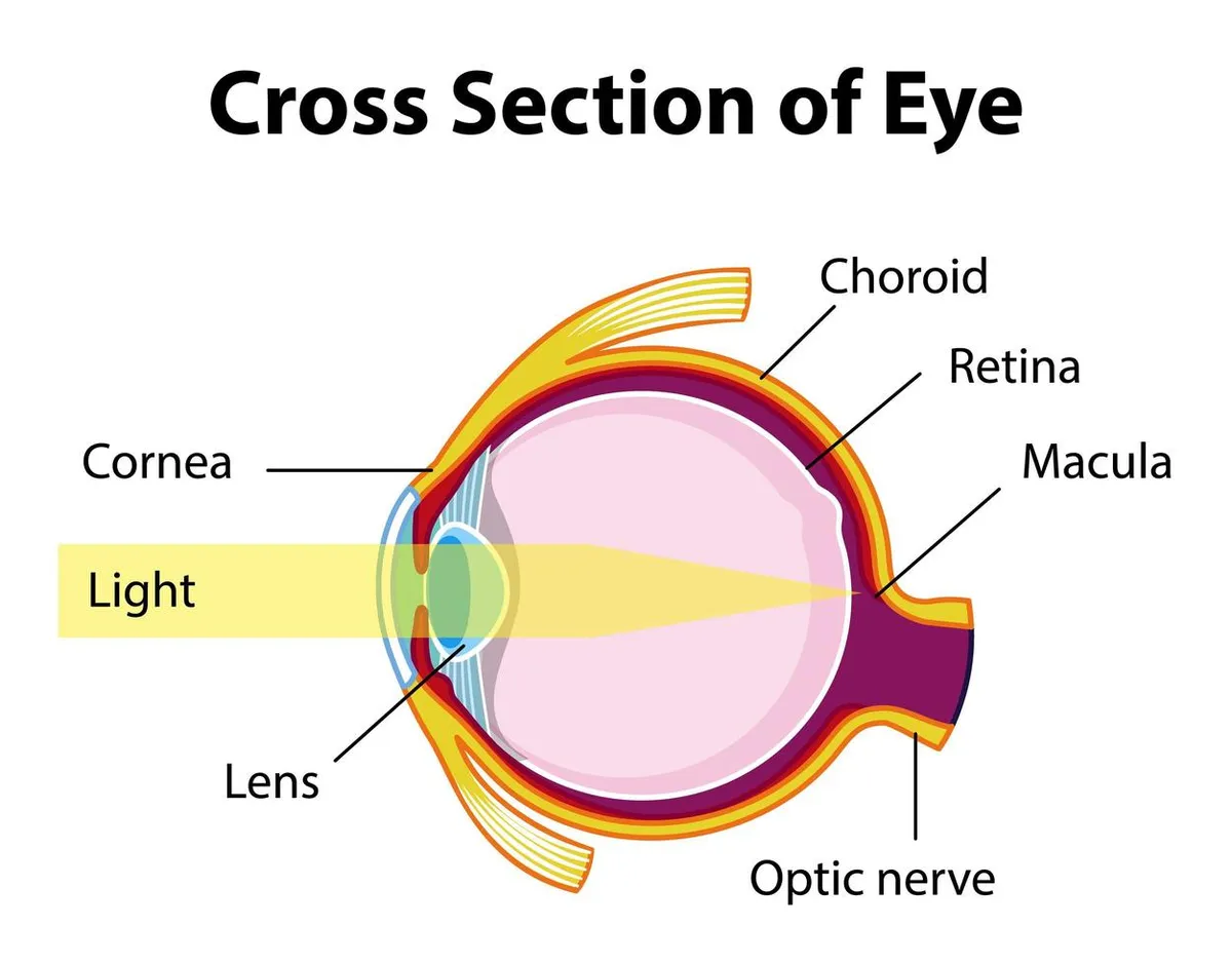 Eye cross section