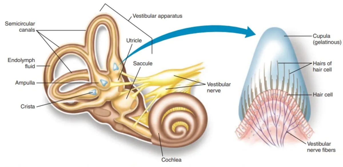 semicircular canals
