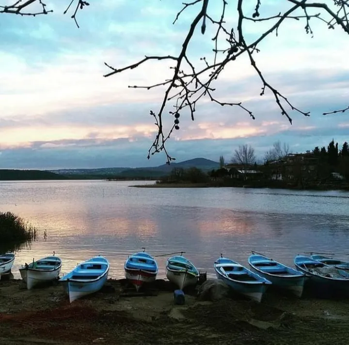boats