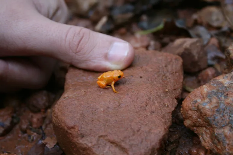 picture of a pumpkin toadlet compared to a hand