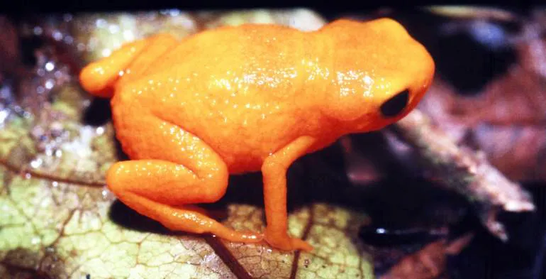 picture of a pumpkin toadlet on a leaf