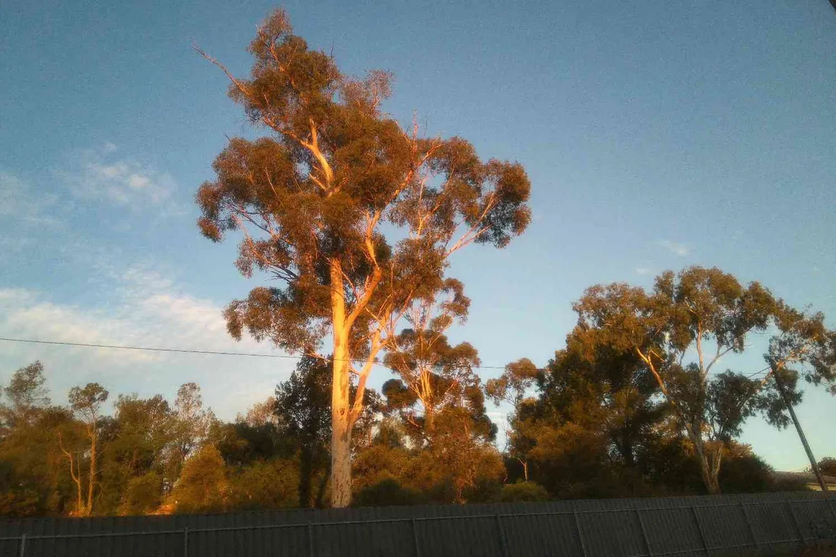 tree