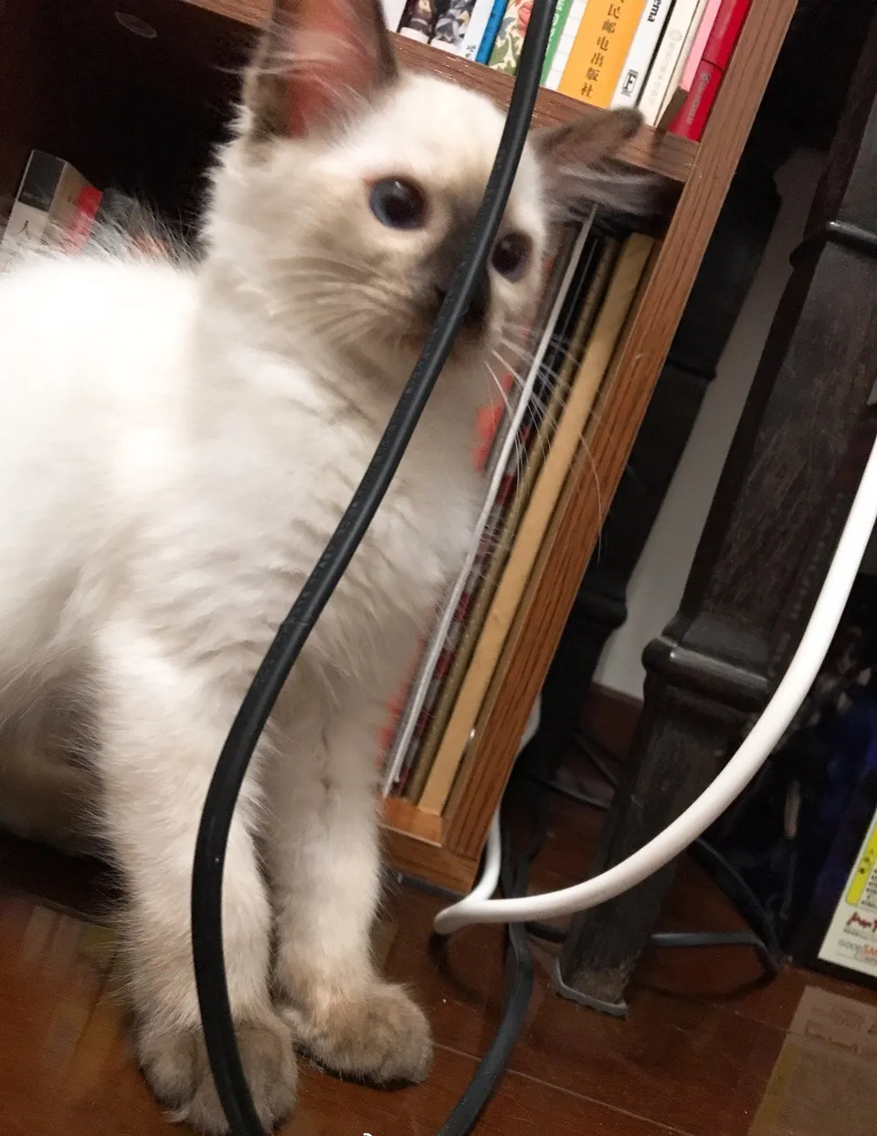 笨小的时候