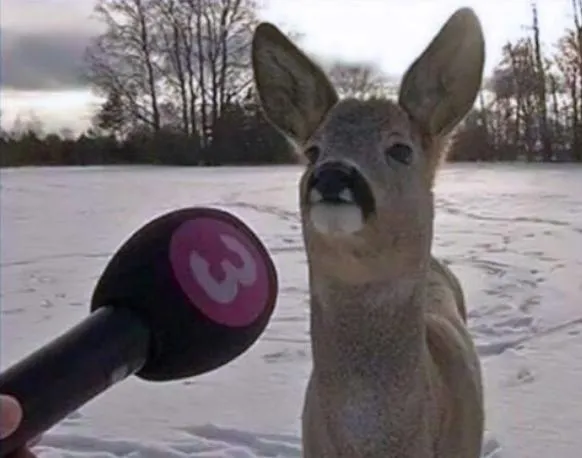 Interviewing a deer