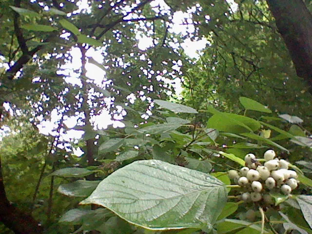 HNI_0036