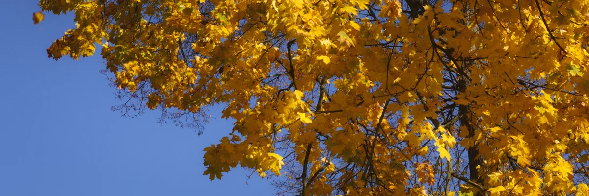autumn banner