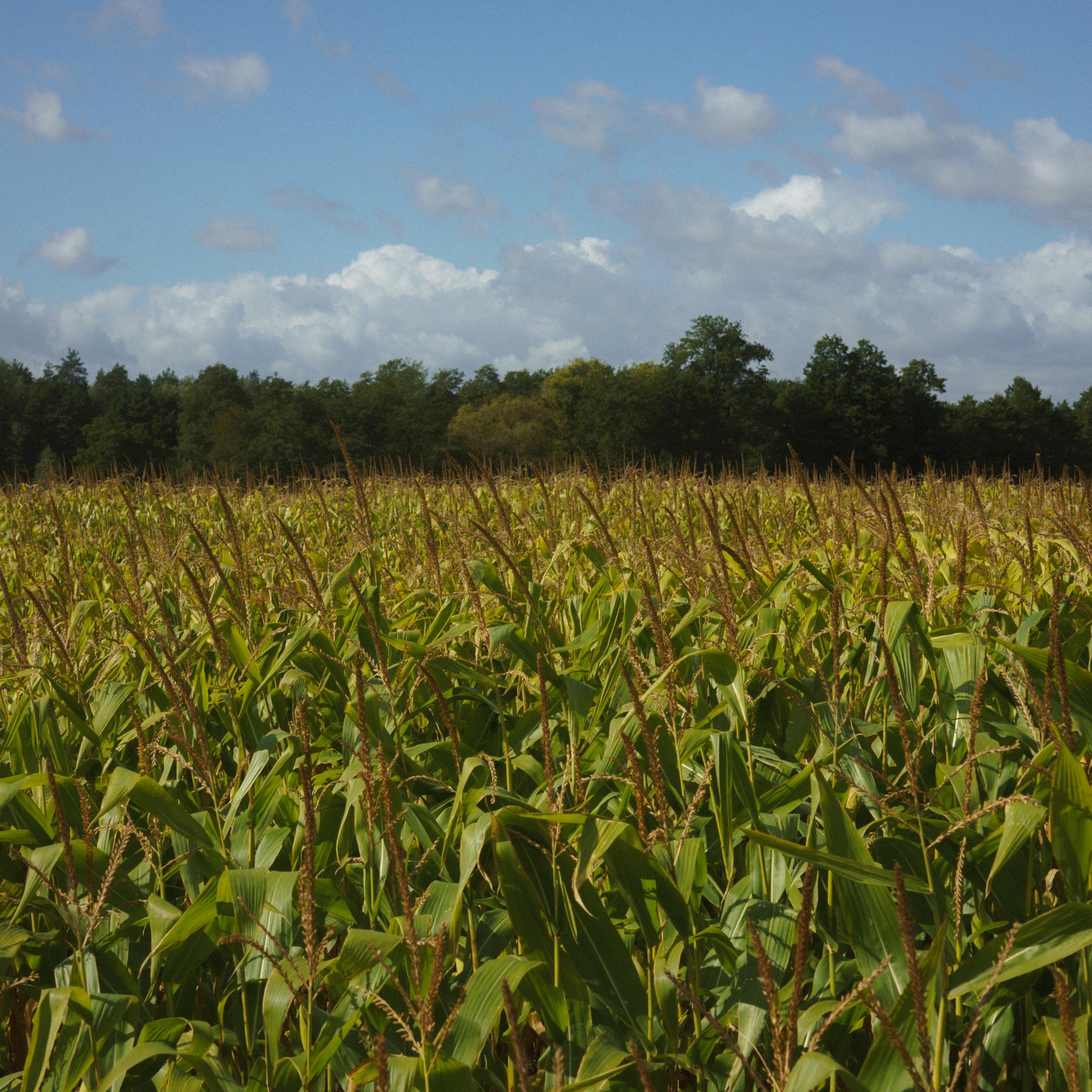 cornfield