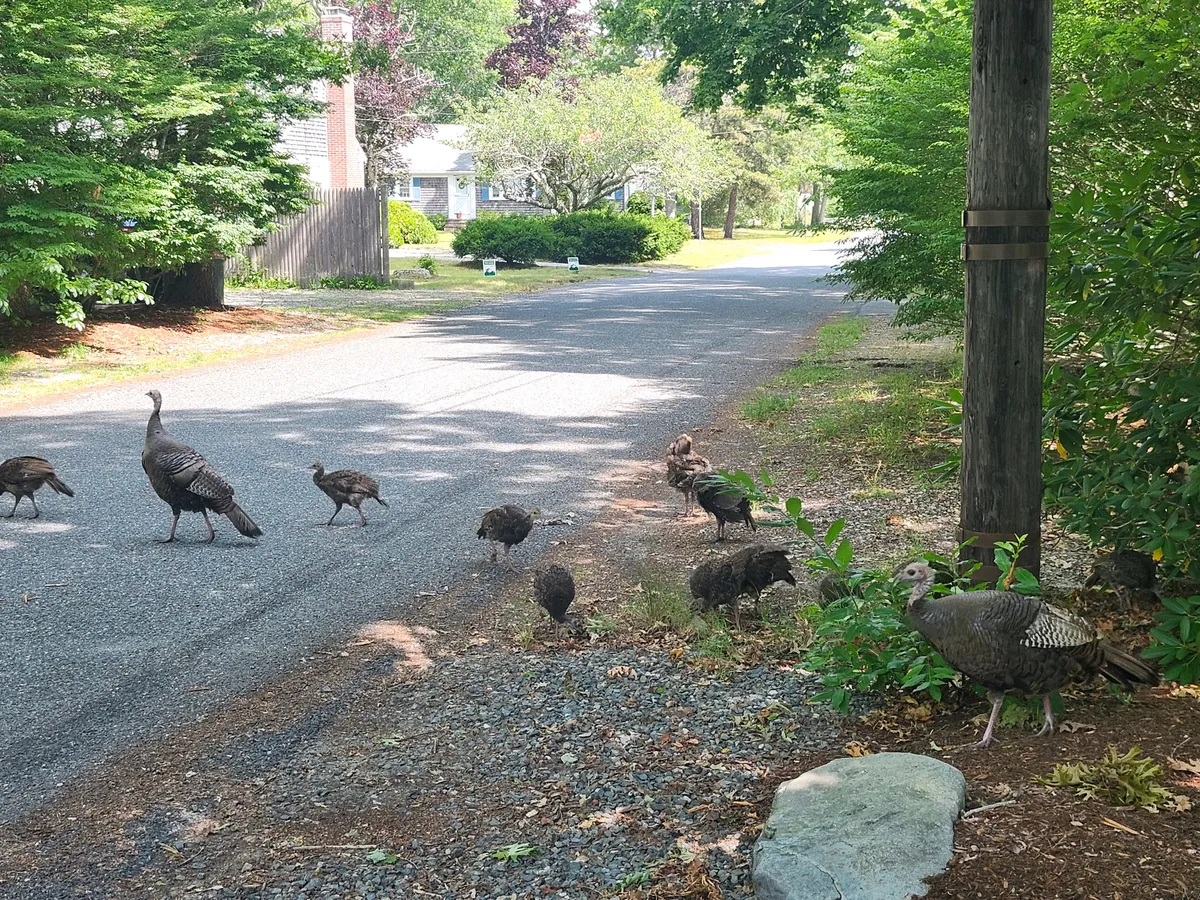 Baby Turkeys!