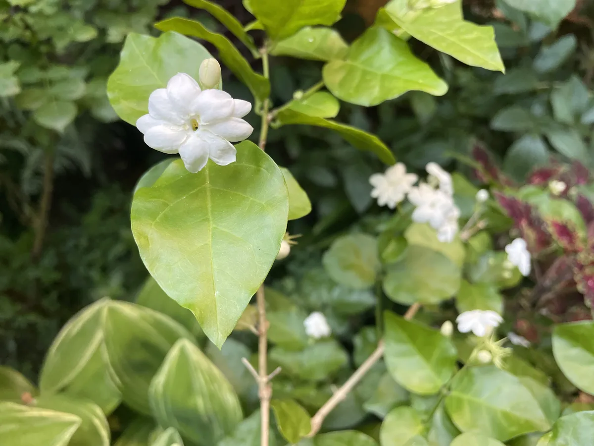 Jasminum sambac flower