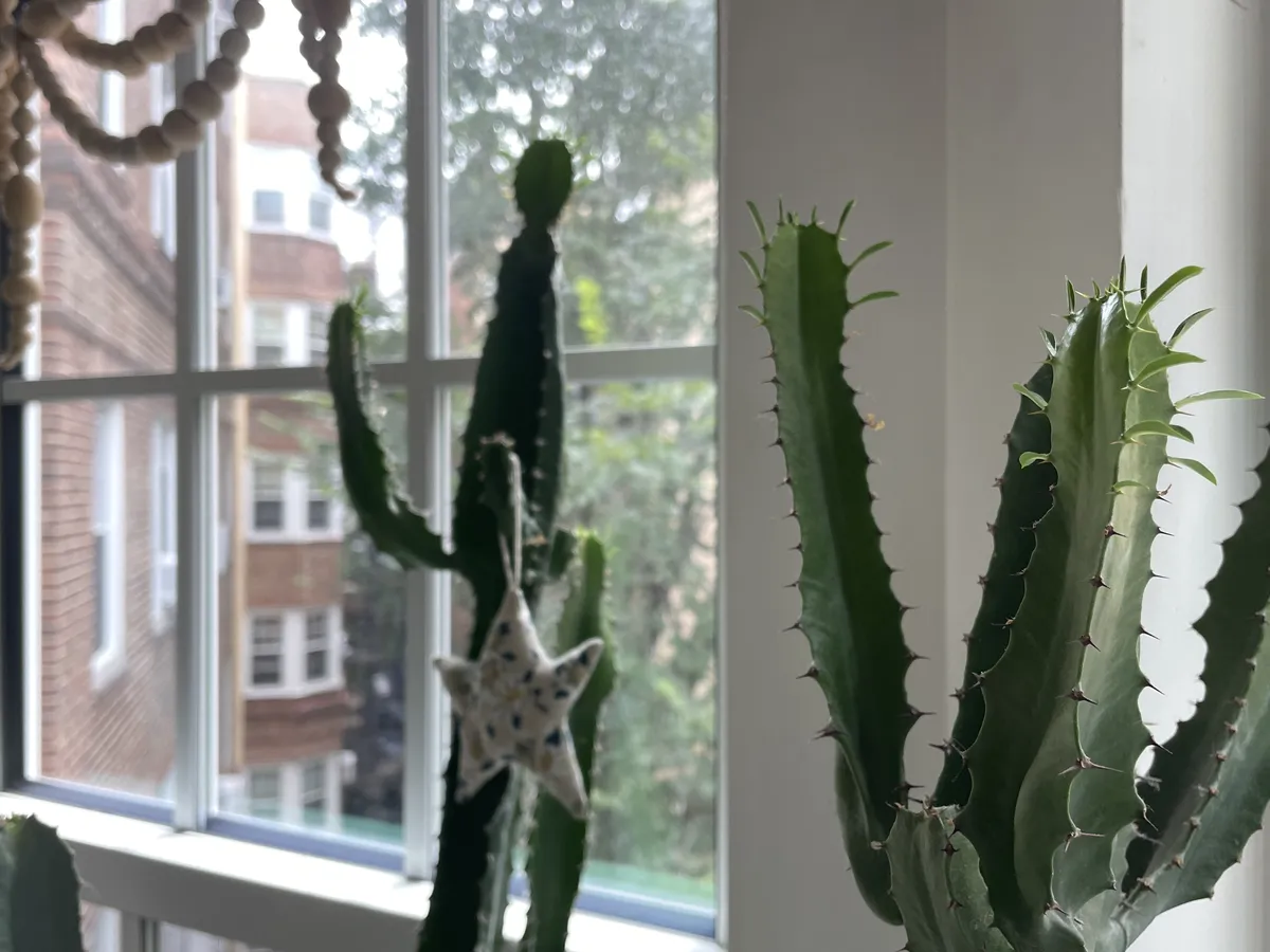 cactus with sprouts