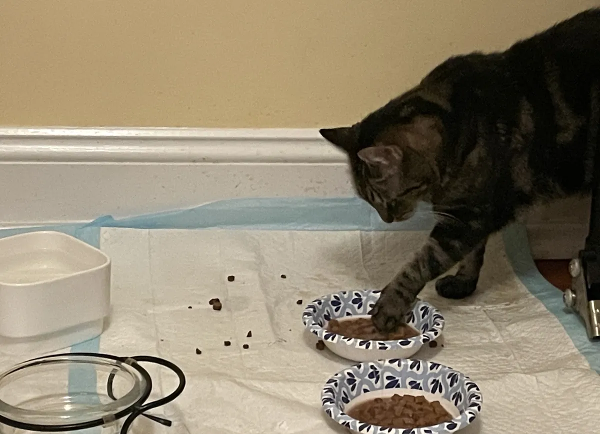 Cat dipping paw in her wet food