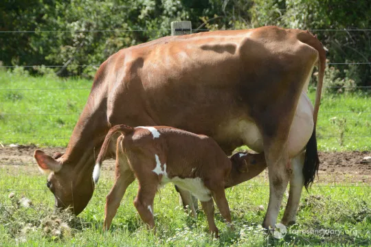 上图：一只10天大的小牛在吃奶。神规定「不可同日宰母和子」（利二十二28），但并没有说明原因，可能是为了保持种群的延续性，也有人认为是出于人道、怜悯。「不可同日宰母和子」并不意味着隔一天就可以宰母和子，最好是只献其中一个，以保持种群的延续性。