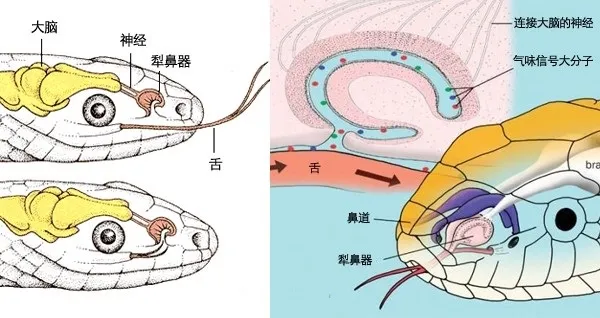 上图:蛇口腔顶部的犁鼻器(Jacobson’s Organ)。这是蛇除了鼻子以外的另一个嗅觉器官,蛇以分叉舌头在空气中收集气味分子或少许土的样本,然后再送回犁鼻器,用这种方法「嗅」出味道,看起来像是在吃土(创三)或舔土(弥七17)