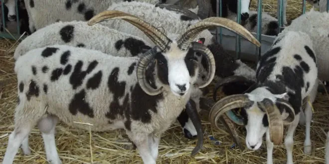 上图：雅各羊（Jacob Sheep）是一种珍稀的古老品种，全身有黑白相间的斑点，有四只角，最接近雅各当初所饲养的羊。根据基因鉴定，雅各羊的原产地是古代叙利亚，即拉班的家乡哈兰附近。这种羊可能被雅各从哈兰带到迦南地，又随着雅各下埃及被带到北非，然后从北非被带到西班牙，接着被带到英国，继而被带到了加拿大，最后于2016年被带回以色列。