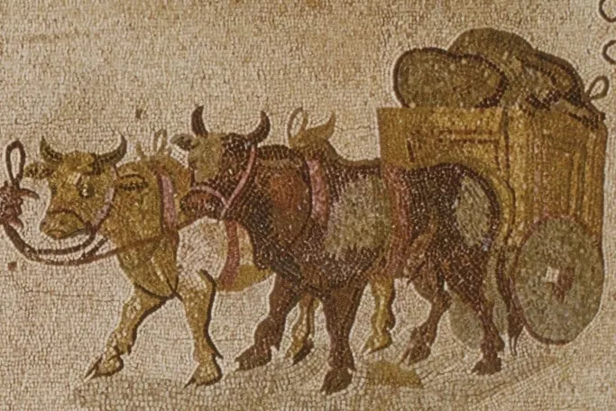 上图:主后3世纪的罗马牛车马赛克画像。罗马的牛车是两轮或四轮,用两头牛来拉,大约每天能走24公里。主后4-5世纪的狄奥多西法典(Theodosian Code)限制载重大约是352公斤,而主后4世纪戴克里先的最高价格法(Edict on Maximum Prices)限重393公斤。旷野里的道路条件更差,因此,搬运会幕的牛车载重能力很可能最多400公斤。众首领有足够的能力献上更多的牛车,但他们只献上六辆牛车,最多只能装载会幕的三分之一,这表明他们并不是想取代神的安排,而是想与神同工,这样的心就蒙了神的悦纳。