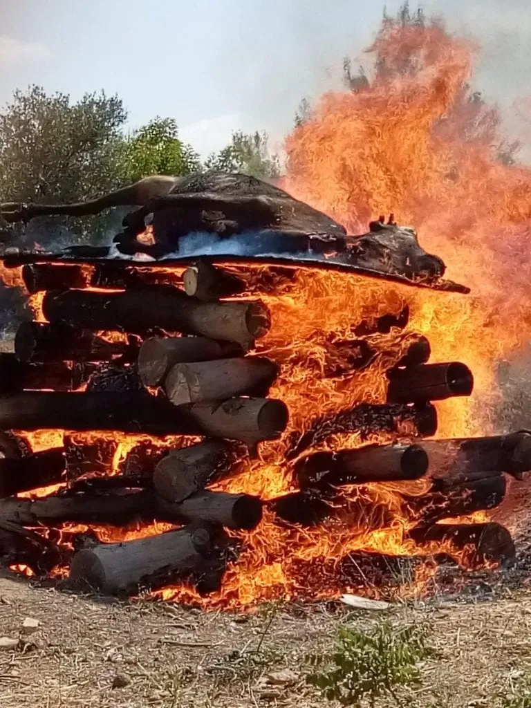 上图:为了预备制作红母牛灰,2019年8月,以色列圣殿研究所按照古代的方法实际焚烧了一只成熟的母牛,并发布了研究结果。这个实验使用了1.4吨松树、橡树和无花果树的木头做成的柴堆,以及古代常见的巴拉迪(Baladi)品种母牛。燃烧了大约九个小时后,产生了66公斤灰烬,其中母牛骨灰大约11公斤,制作成的洁净水可以洒6600亿次。研究报告指出,燃烧红母牛最好的木材是无花果树,容易点燃、灰烬细腻,几乎不需要筛滤。目前,圣殿研究所负责监督寻找红母牛的拉比阿扎里亚·阿里尔(Rabbi Azariah Ariel)指出,他们正在观察两只红色小母牛,如果2021年3月年满两岁零一天后没有出现瑕疵,就可以用来制作红母牛灰。