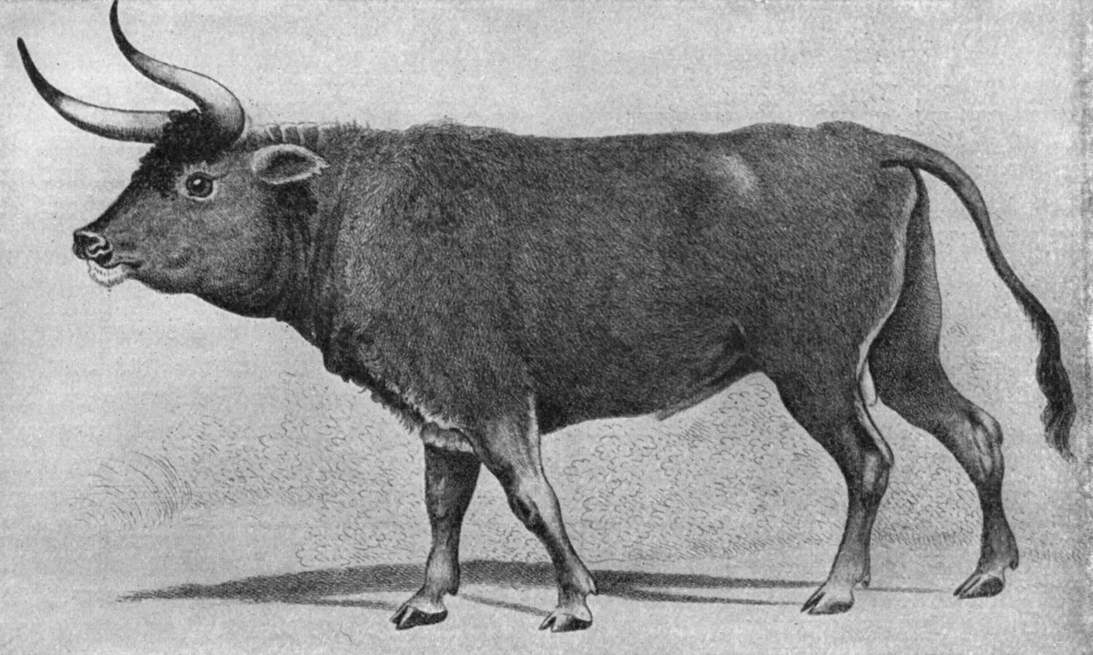 上图:16世纪的原牛(Aurochs)画像。原牛是一种已灭绝的野牛,是古代西亚和欧洲的重要猎物,最后一只于1627年在波兰灭绝。英文KJV译本根据七十士译本和武加大拉丁译本,把「Rĕ’em/רְאֵם」(民二十三22)译为「独角兽 Unicorn」。19世纪瑞士动物学家Johann Ulrich Duerst根据阿卡德楔形文字中的同源字「Rimu」,辨别出「Rĕ’em/רְאֵם」就是原牛,现在被普遍接受,所以现代译本一般译为「野牛」。