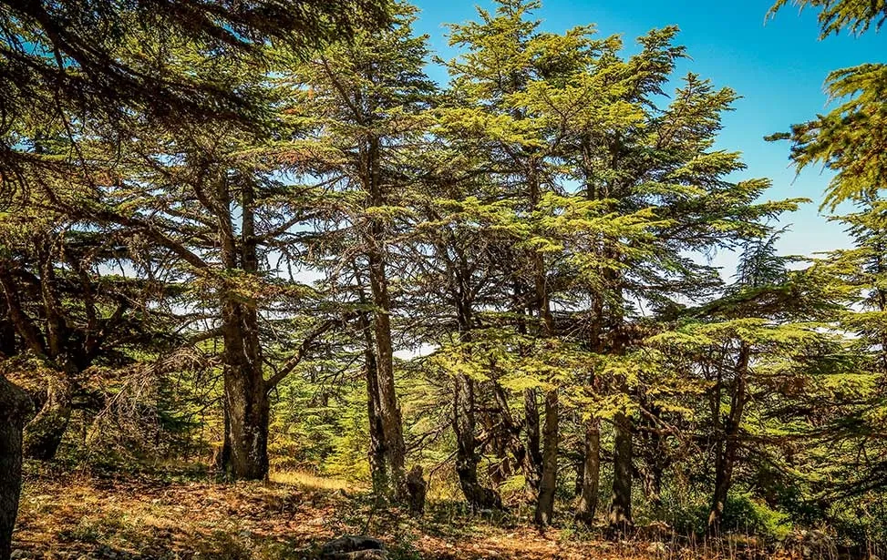 上图:黎巴嫩阿尔寿夫雪松自然保护区(Al Shouf Cedar Nature Reserve)的香柏木。