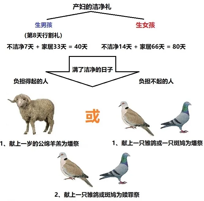 上图：产妇的洁净礼。无论是生男生女，所导致的不洁净程度都是一样的，所以产妇为自己献上燔祭和赎罪祭的祭物都相同。但燔祭牲根据经济条件有两种选择。