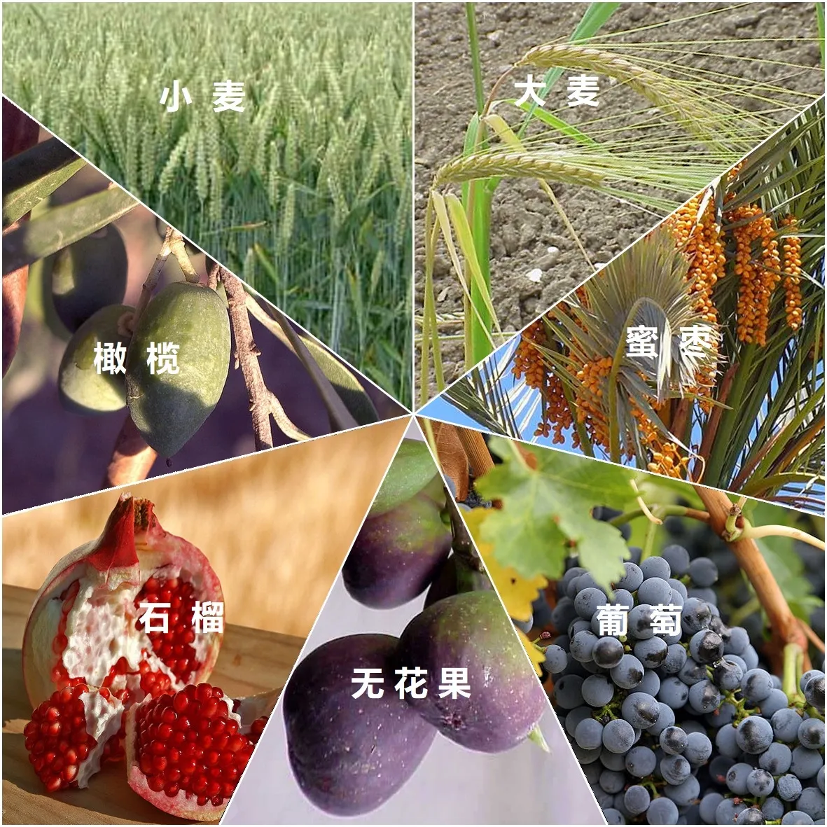 上图:「七粮 שבעת המינים‎, Shiv’at HaMinim / Seven Spieces」指圣经中特别列出的以色列地的七种农产品，包括小麦、大麦、葡萄、无花果、石榴、橄榄和蜜枣（申八8），是古代以色列人的主要食物。《密西拿Mishna》指出，只有「七粮」的初熟果子才能在圣殿献祭。圣经中提到的蜜（申八8），很可能是蜂蜜。但在编撰《塔木德 Talmud》时，以色列的蜜蜂已经灭绝，所以用蜜枣代替蜂蜜。