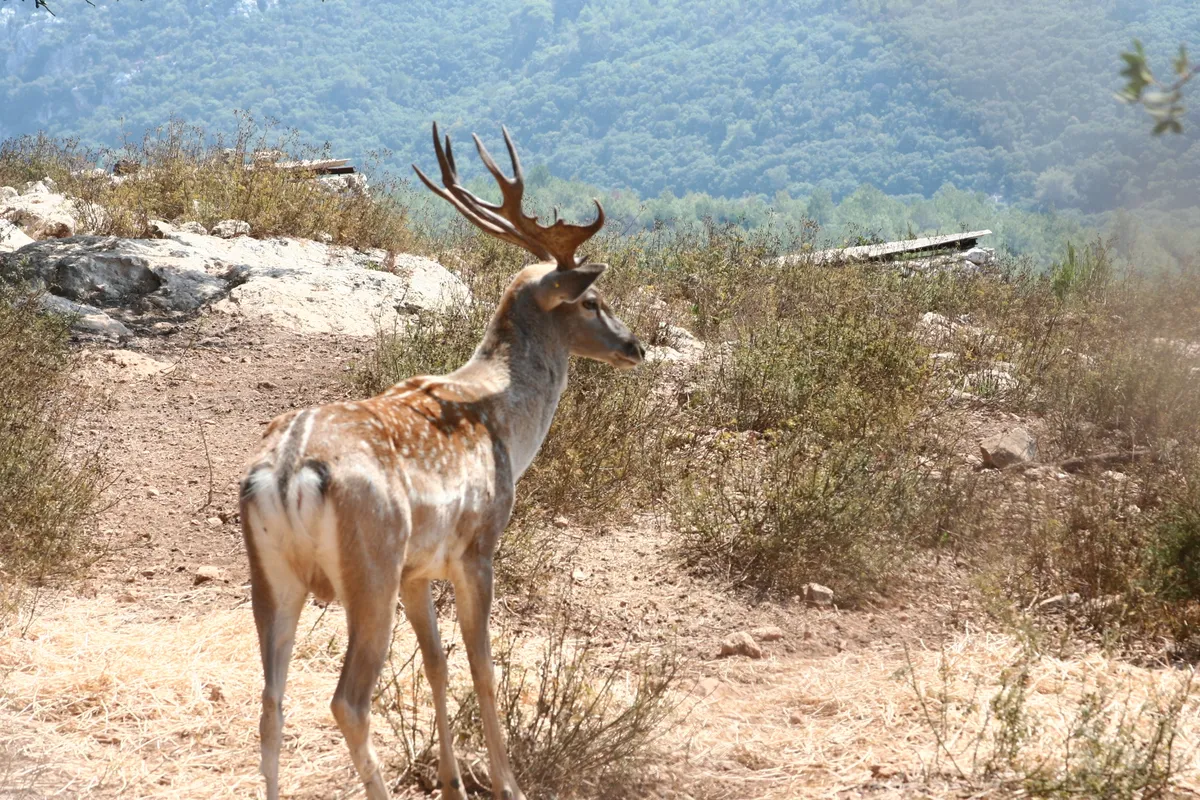 上图:以色列的波斯黇鹿(Persian fallow deer)。波斯黇鹿被认为是申命记14:5所提到的狍子,19世纪末在巴勒斯坦已经灭绝,但从1996年起逐步被重新引进以色列北部,目前有超过650头野生波斯黇鹿生活在加利利、迦密山及梭烈谷。