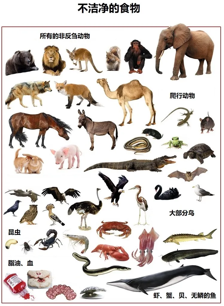 上图:不洁净的食物。神把绝大部分野生动物都划为不可吃的“不洁净”动物,实际上是对这些动物最好的保护。