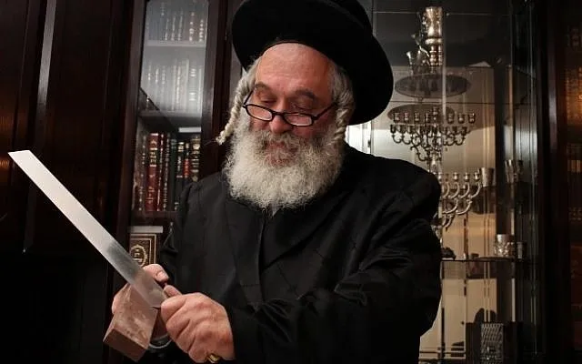 上图:一位拉比正在磨刀。符合犹太屠宰法(Shechita)的刀具被称为Sakin或Hallaf。这刀大约要比被屠宰牲畜的脖子宽两倍,刀刃不可有任何缺口,并且要锋利到牲畜来不及感到疼懂的程度。如果屠宰之后,拉比发现刀具不符合以上要求,所屠宰的牲畜就不可食用。因此,犹太人不可随便宰杀牲畜,通常都由拉比担任屠夫,而肉食工厂都有驻场拉比,按犹太律法对每一个环节进行严格的Kosher认证。