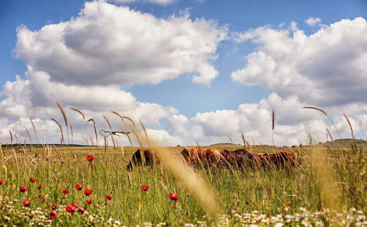 上图:约旦河东的“雅谢地和基列地”(民三十二1)现在被称为戈兰高地,雨水充足,至今仍是优良的天然草场。迦得、流便和玛拿西半个支派因为舍不得这片“可牧放牲畜之地”(民三十二1),放弃了进入应许之地,最后被掳到了亚述(王下十五29)。