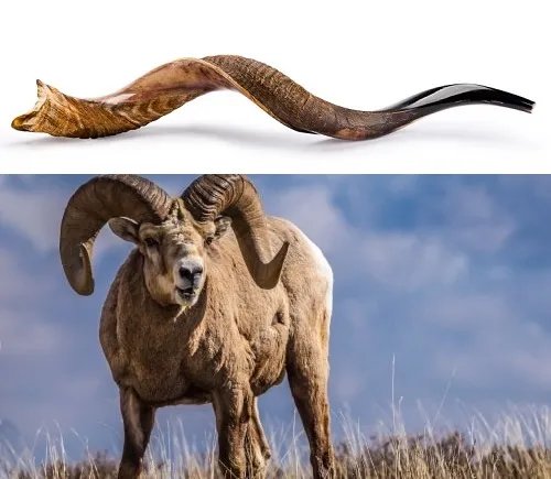 上图:犹太人把公绵羊的角在热水中浸软,扭曲压扁造成羊角号(Shofar),可以吹奏几个不同的音调。
