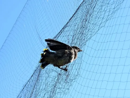 上图：被网抓住的鸟，如果没有人把它的脚从网里拉出来，只有死路一条。信徒也常常陷入世界、情欲和魔鬼的「网」中。