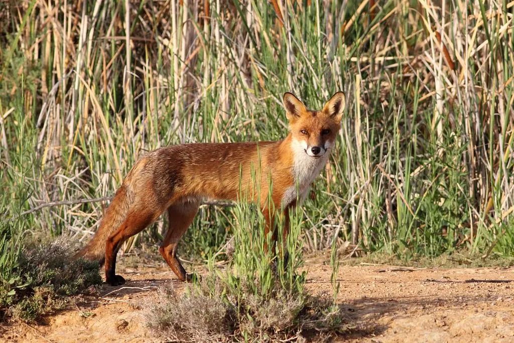 上图：生活在以色列的丘陵和平原地区的狐狸主要是赤狐（Red Fox）。赤狐又名火狐，腹部白色，腿和耳尖黑色，其他部分都是红色。赤狐的适应能力很强，但与金豺的食物相同，所以通常会避开金豺。金豺多的地方赤狐很少。