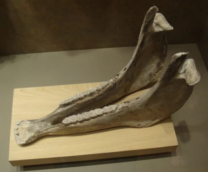 上图：驴颚骨。